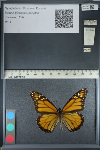 Media type: image;   Entomology 165382
